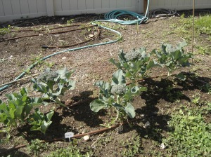 All of the brocolli - From Starts planted in early March