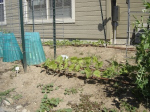 Bush "Wax" Beans in the front and French Pole Beans in the Back