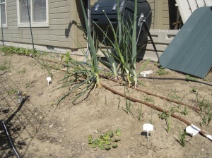 Onions - some "left over" from last year I'm letting goto seed-the big ones